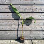 Banánovník (Banana sikkimensis) ´RED TIGER´ - výška: 60-80 cm, C1.5L (-20°C)